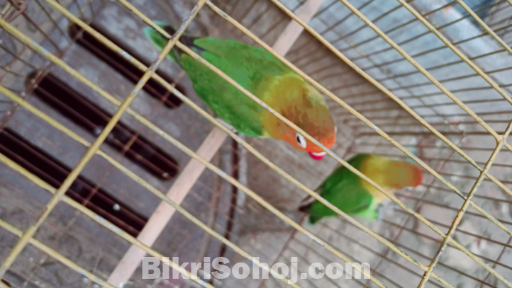 Love bird,, new addal
